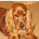 ALFRED 2 - Pflegestelle Burgenland, englischer Cockerspaniel - Rüde