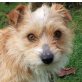 ALFRED, Cairn-Terrier-Mischling, kastriert - Rüde