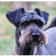 ALFRED, Schnauzermixrüde, PS NÖ - Rüde