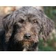 ALFREDO Qincy, Pflegestelle Burgenland, grade noch gerettet - Schnauzermix - Rüde