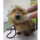 ALFY sucht seine Lebensretter........, Yorkshireterrier - Rüde