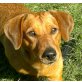 ALI 3 Chico, Pflegestelle Wien, süße kleine Schnüffelnase - DACKEL-MIX - Rüde