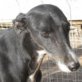 ALI, Galgo, kastriert, ca. 3 Jahre - Rüde
