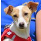 ALINA - unkastriert, Pinscher- oder Jack-Russell-Mix Welpen - Hündin