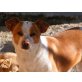ALISON ein fröhliches Mädchen, Jack Russel Mix - Hündin