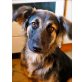ALMA, Karst-Schäferhund  - Hündin