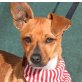 ALMA - Ubeda - kastriert, Zwergpinscher-/Dackel-Mischling - Hündin