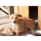 ALMO ein sanfter Junge, Jack Russel Mix - Rüde