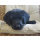 ALOISIUS, Labradormix,Pflegestelle Nähe St.Pölten Welpen - Rüde