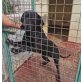 ALONSO, Doggen-Labrador-Mix - Rüde