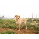 ALPI, Labrador Mix - Rüde