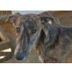 AMALA, wunderschöne Galga gerade noch gerettet - Hündin