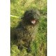AMALKA - SÜSSE MAUS  IN NOT! ANFÄNGERHUND, PULLI MIX - Hündin
