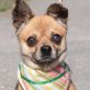 AMANCIO - Ubeda, Chihuahua-/Pinscher-Mischling, kastriert - Rüde