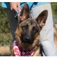 AMANDA - Ubeda, Deutscher Schäferhund - kastriert - Hündin