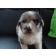 AMAR;ARON;ALENA, Australian Shepherd Dog Welpen - Rüde
