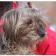 AMARENA, Pflegestelle Burgenland, winzig kleine Prinzessin - Terriermix - Hündin