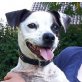 AMAYA - kastriert, Franz.-Bulldoggen/Jack-Russell-Mischling - Hündin