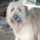 AMBAR, Hündin, Pastor Catalan (Hütehund) - Hündin