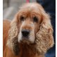 AMBRO - Pflegestelle Wien, Spaniel - Mix - Rüde