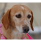 AMBY Lilly, Pflegestelle Wien, entzückende, brave Dackel/Spanielmix - Hündin