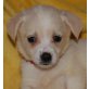 AMELIE, Pflegestelle Steiermark, Mischling Welpen - Hündin