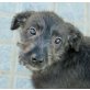 AMELIE, Schnauzer-Mix Welpen - Hündin