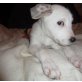 AMELIE, Terriermix Welpen - Hündin