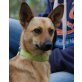 AMELLA, Pflegestelle Oberösterreich, verschmust, anhänglich, süß - PINSCHER-Mix - Hündin