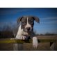 AMERICAN BULLYS, American Bulldog Welpen - Rüde