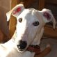 AMET, Galgo Español - Rüde