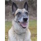 AMICA 2, Pflegestelle Salzburg, Malinois - Hündin