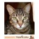 AMIGA, Tierschutz - Katze