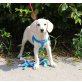 AMIGO, Labrador Mischlingsrüde Welpen - Rüde