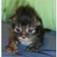AMIGO, Maine Coon - Kater
