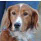 AMIRO - Pflegestelle Österreich, Nova Scotia Duck  Retriever - Mix - Rüde