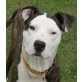 AMOR, Pflegestelle Steiermark, Dogo-Mix - Rüde