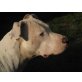 AMORA, Dogomix - Rüde