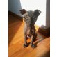 AMORE, Sphynx - Kater