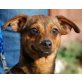 AMORO, Pflegestelle Niederösterreich, kleiner Pfiffikus - Pinscher/Dackelmix - Rüde