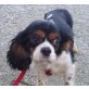 AMY 10, Pflegestelle Wien, Schüchterne Maus! Liebe CavalierKingCharles - Hündin