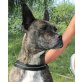 AMY 7, Pflegestelle Wien, aktive Kuschelmaus - BOSTONTERRIER-Mix - Hündin