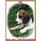 AMY, Beagle Welpen - Hündin