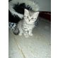 AMY, Britisch Kurzhaarkatze - Katze