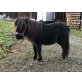 AMY, Minishetlandpony - Stute