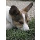 AMY, Mix  - Hündin