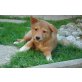 AMY und IVY, Shiba Inu-Mix - Hündin