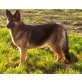ANA, Deutscher Schäferhund Mix - Hündin