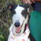 ANA, Galgo Espanol - kastriert - Hündin