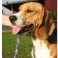 ANDI, Pflegestelle Steiermark, aufgeweckter, freundlicher BEAGLE - Rüde